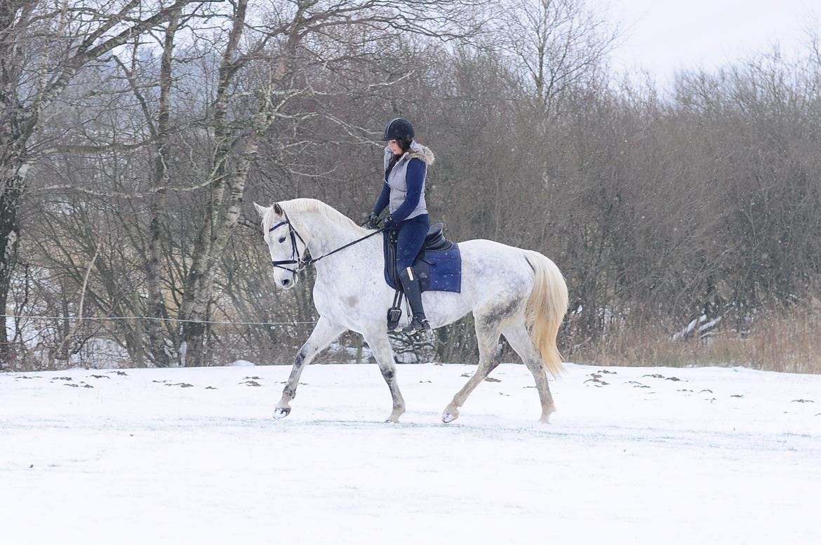 Dansk Varmblod Wajes Chalina billede 5