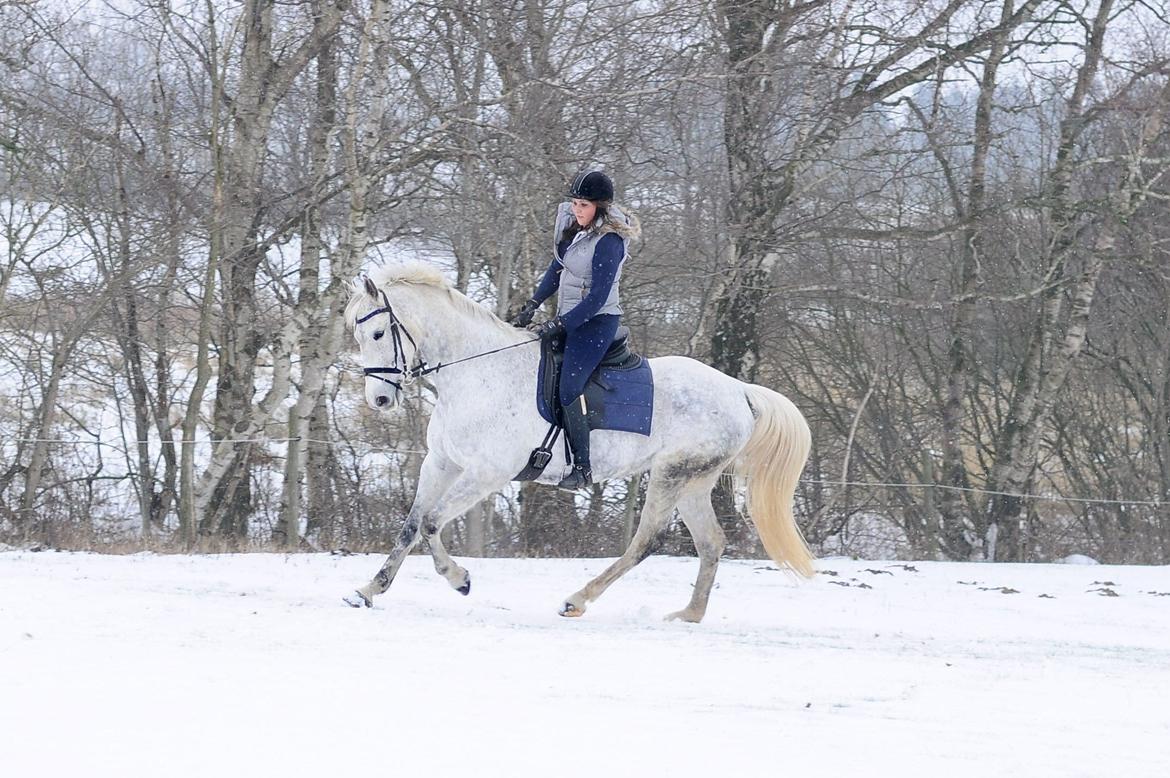 Dansk Varmblod Wajes Chalina billede 1