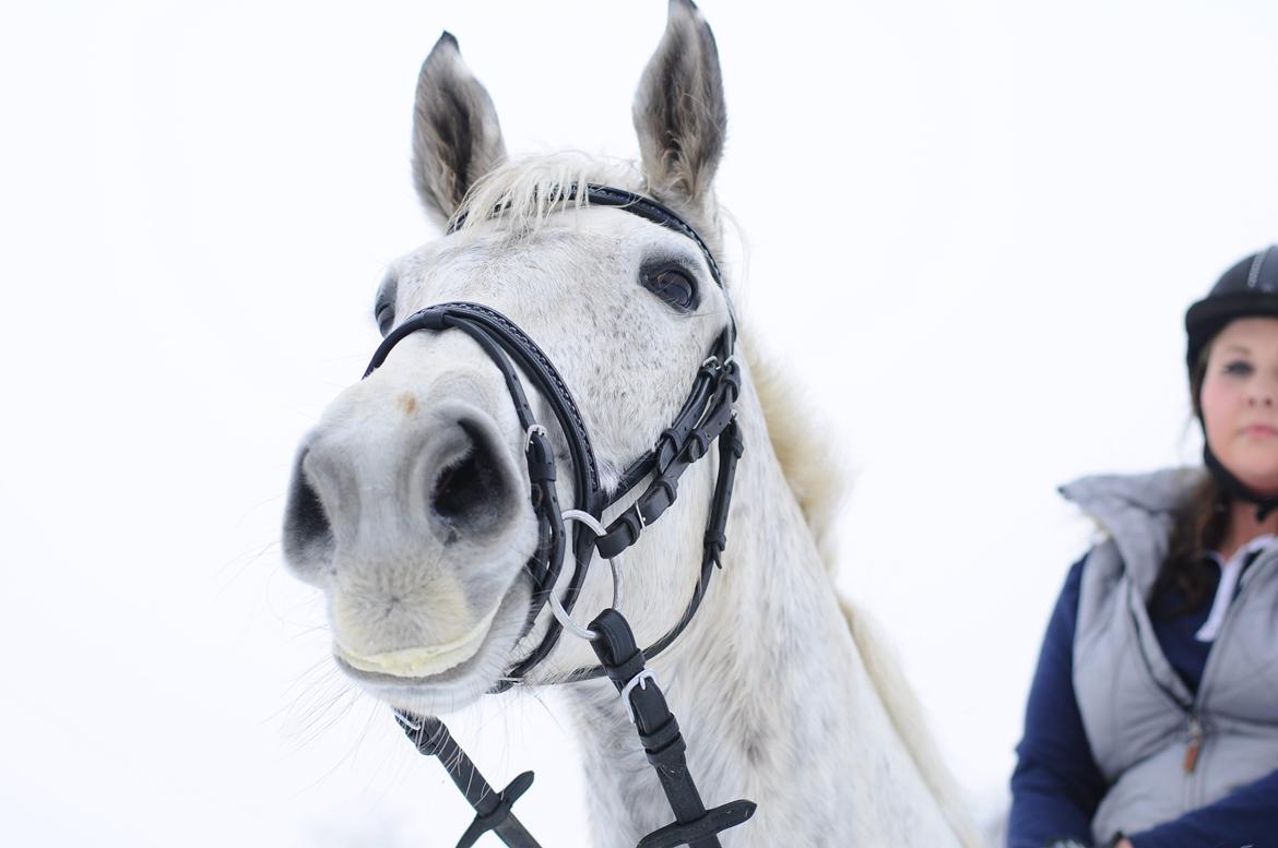 Dansk Varmblod Wajes Chalina billede 7