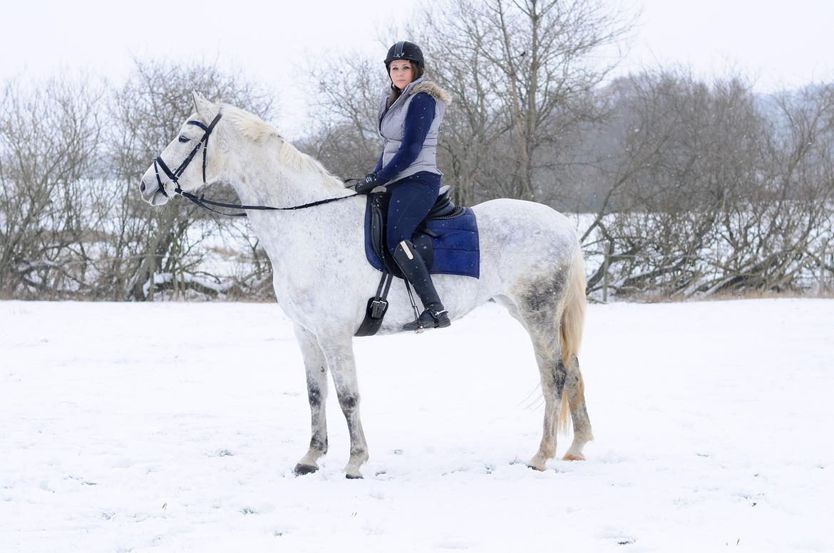 Dansk Varmblod Wajes Chalina billede 8