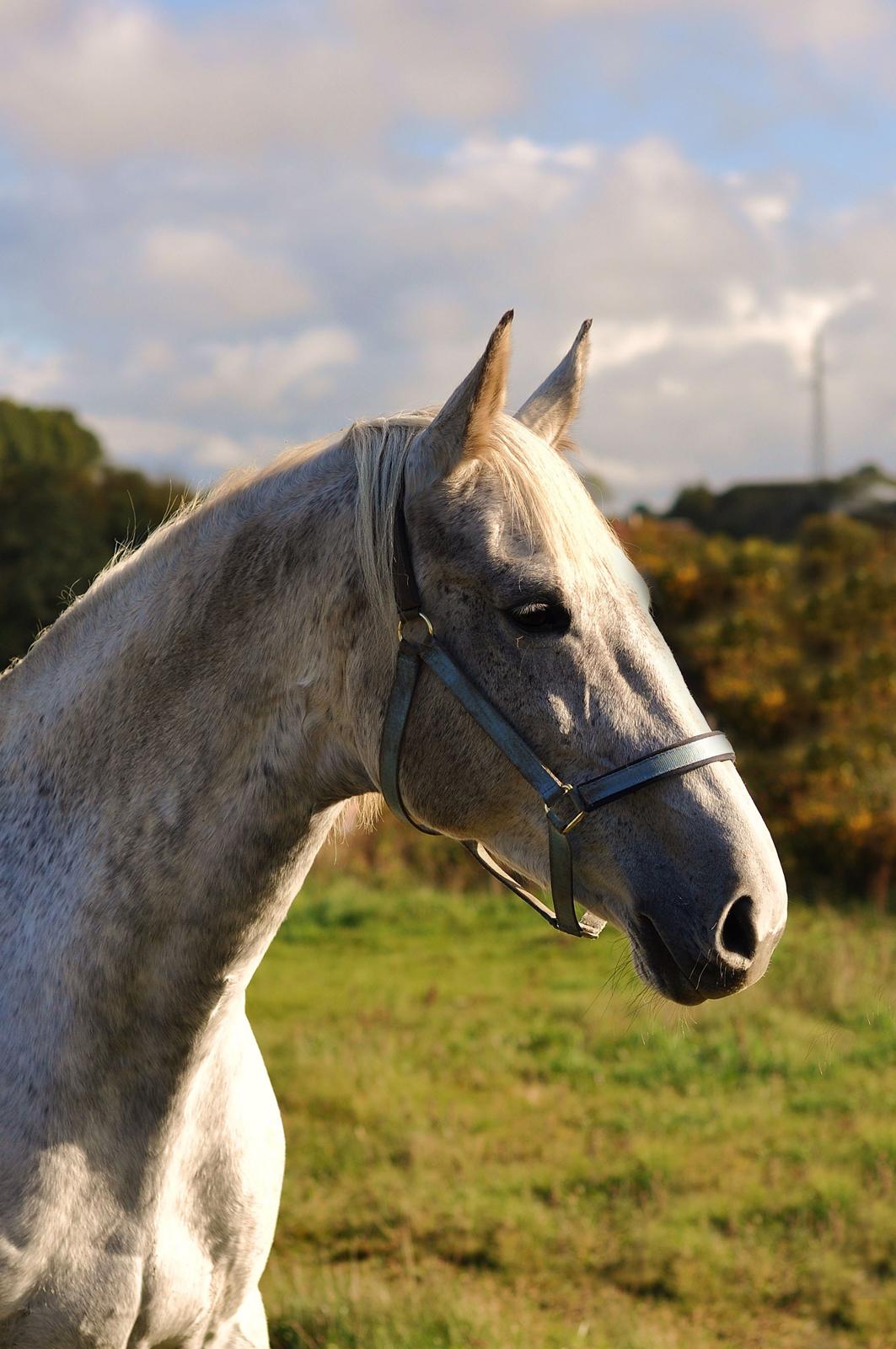 Dansk Varmblod Wajes Chalina billede 6