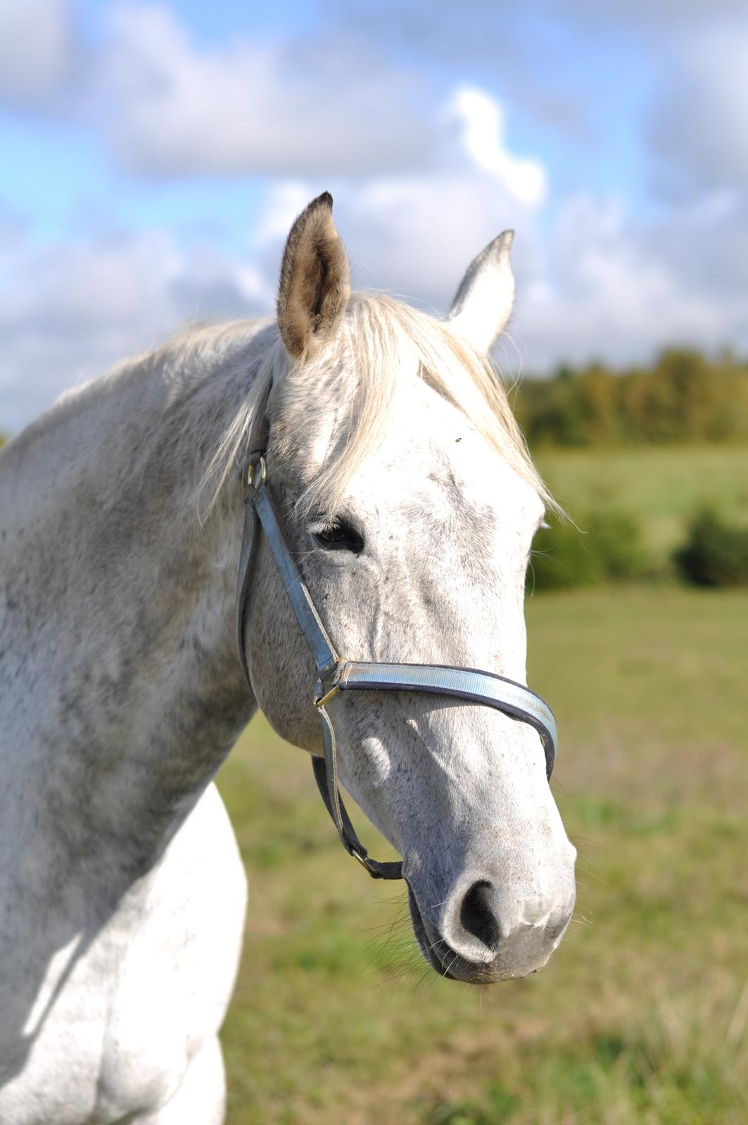 Dansk Varmblod Wajes Chalina billede 12