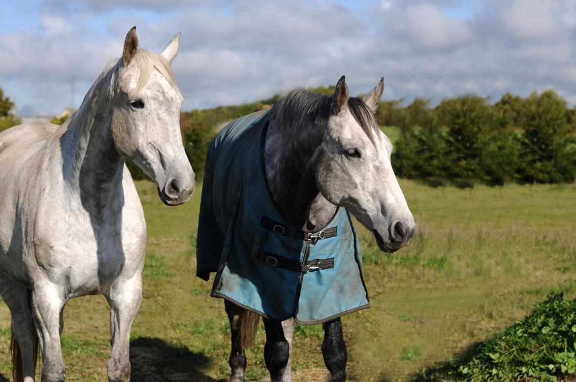 Dansk Varmblod Wajes Chalina billede 13