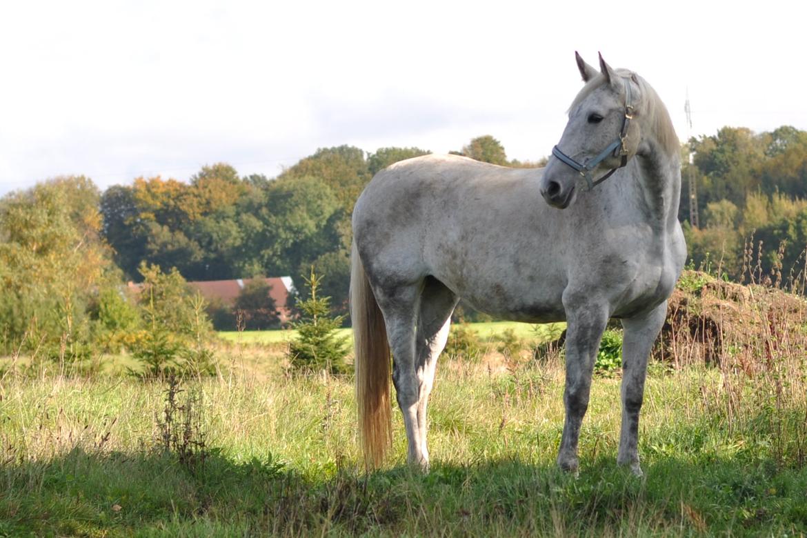 Dansk Varmblod Wajes Chalina billede 3