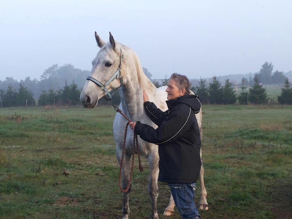 Dansk Varmblod Wajes Chalina billede 14