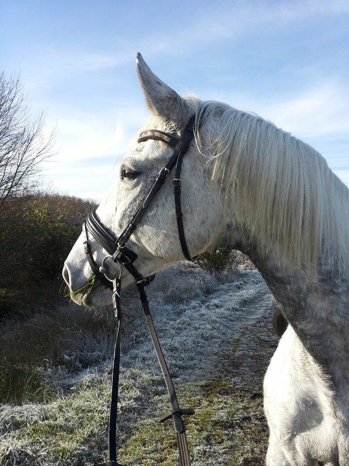 Dansk Varmblod Wajes Chalina billede 10