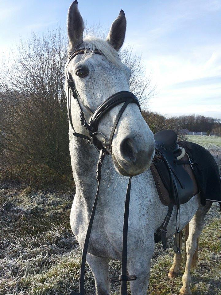 Dansk Varmblod Wajes Chalina billede 15