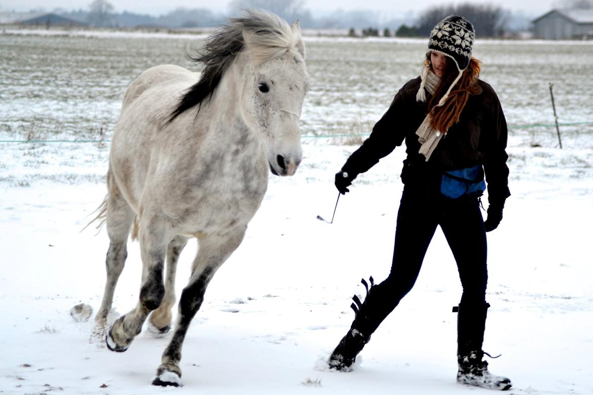 Anden særlig race Pasqual -My Unicorn- billede 48