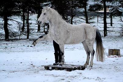 Anden særlig race Pasqual -My Unicorn- billede 36