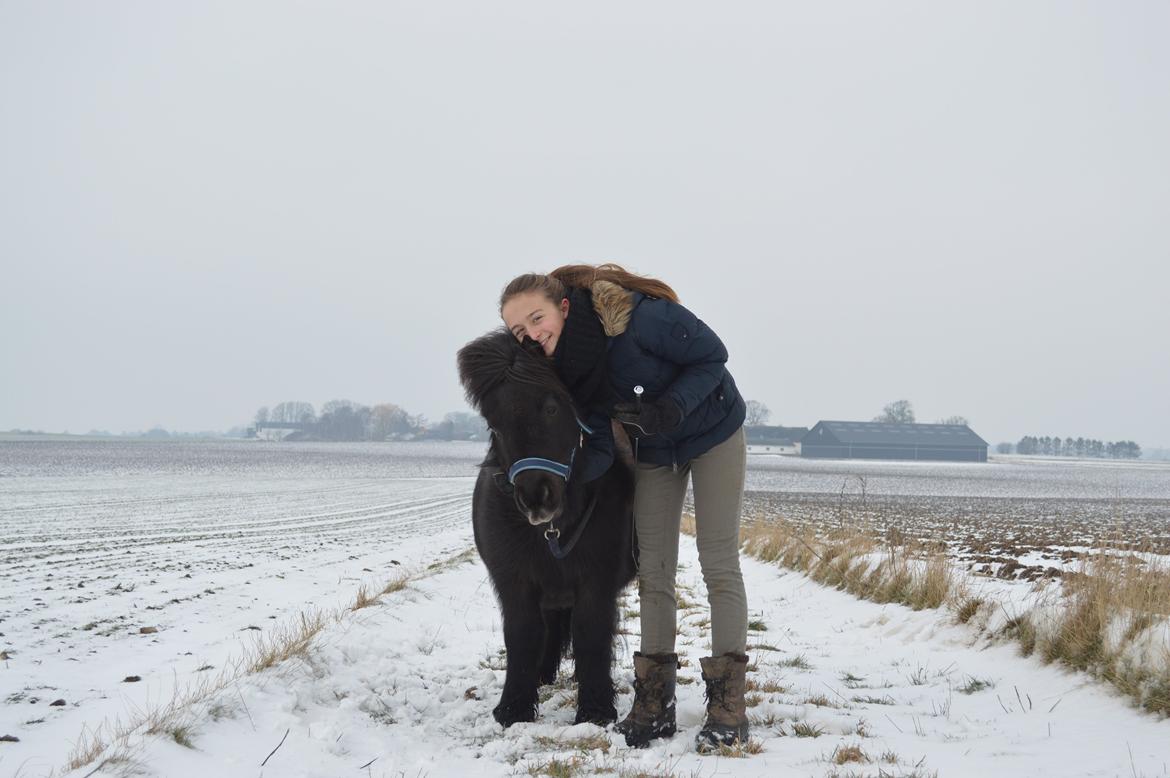 Shetlænder Frisko - Vinter 2014 billede 15