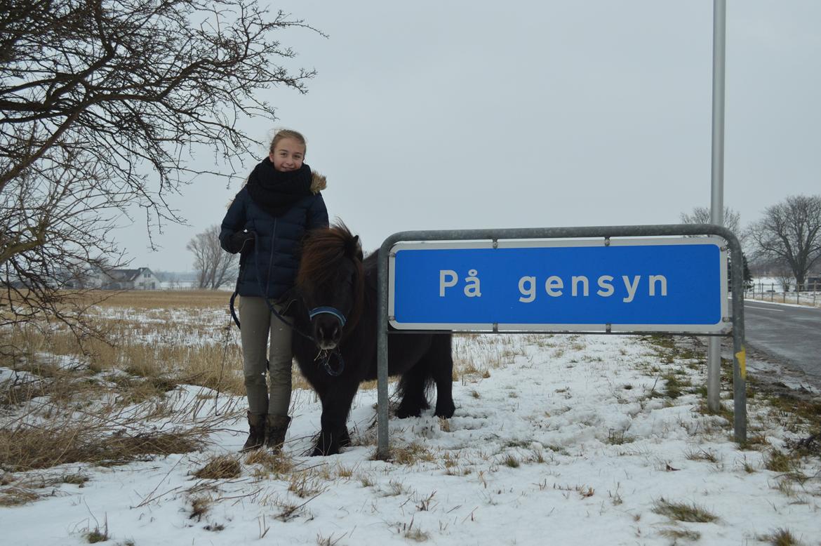 Shetlænder Frisko - På gensyn!  - Vinter 2014 billede 19