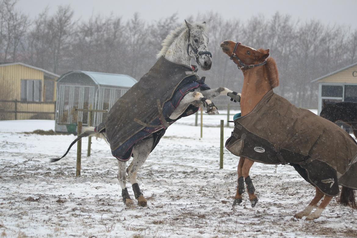 Knabstrupper Xander billede 22