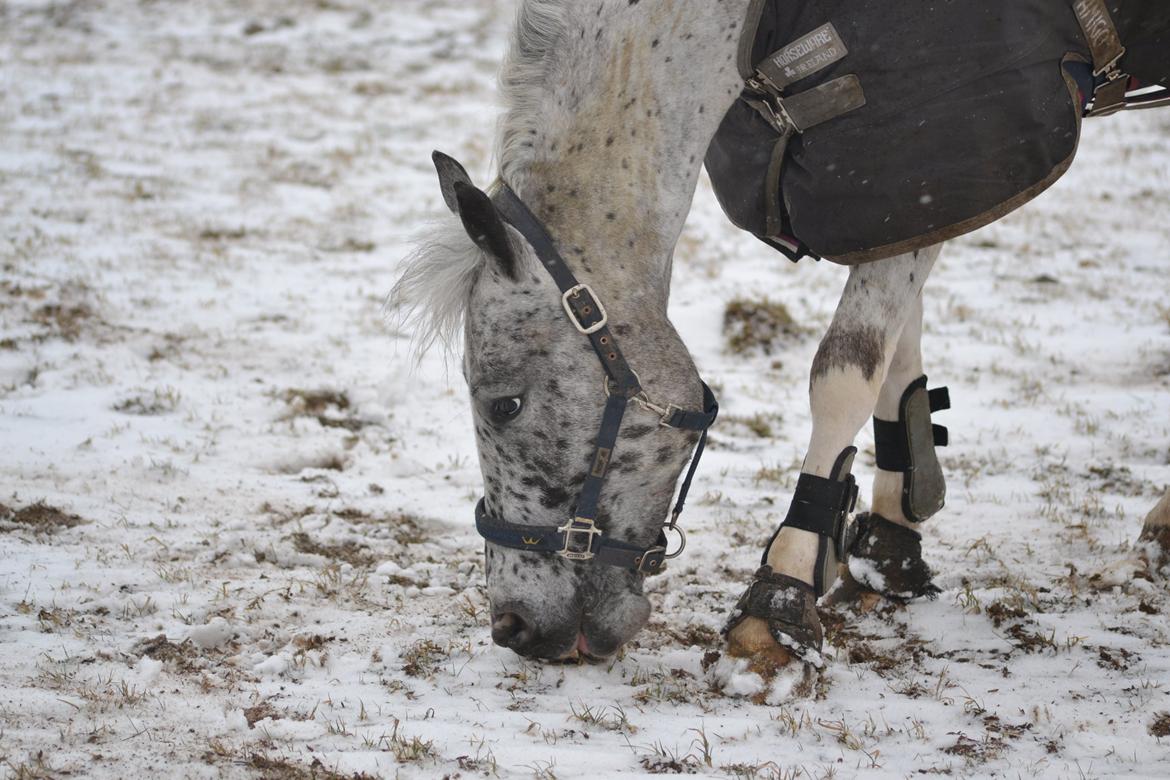 Knabstrupper Xander billede 23