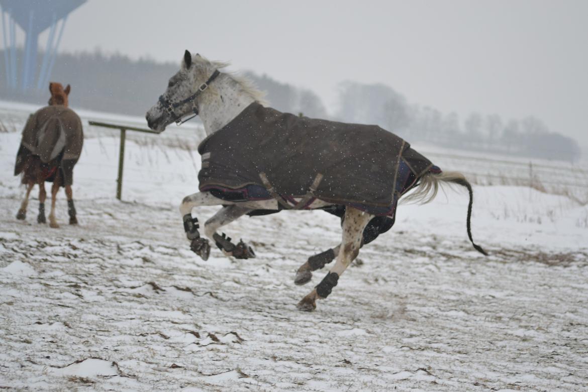 Knabstrupper Xander billede 24