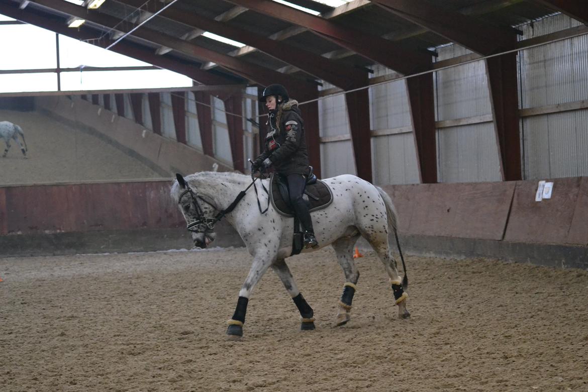 Knabstrupper Xander billede 25