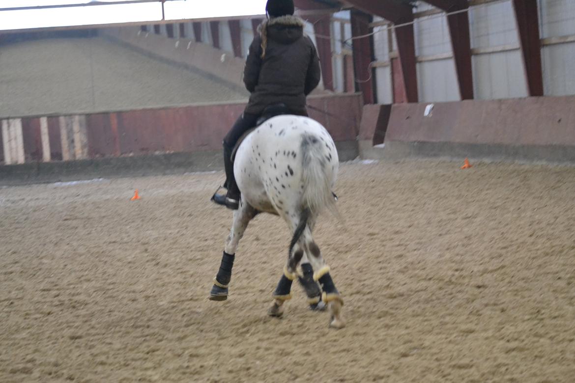 Knabstrupper Xander billede 26