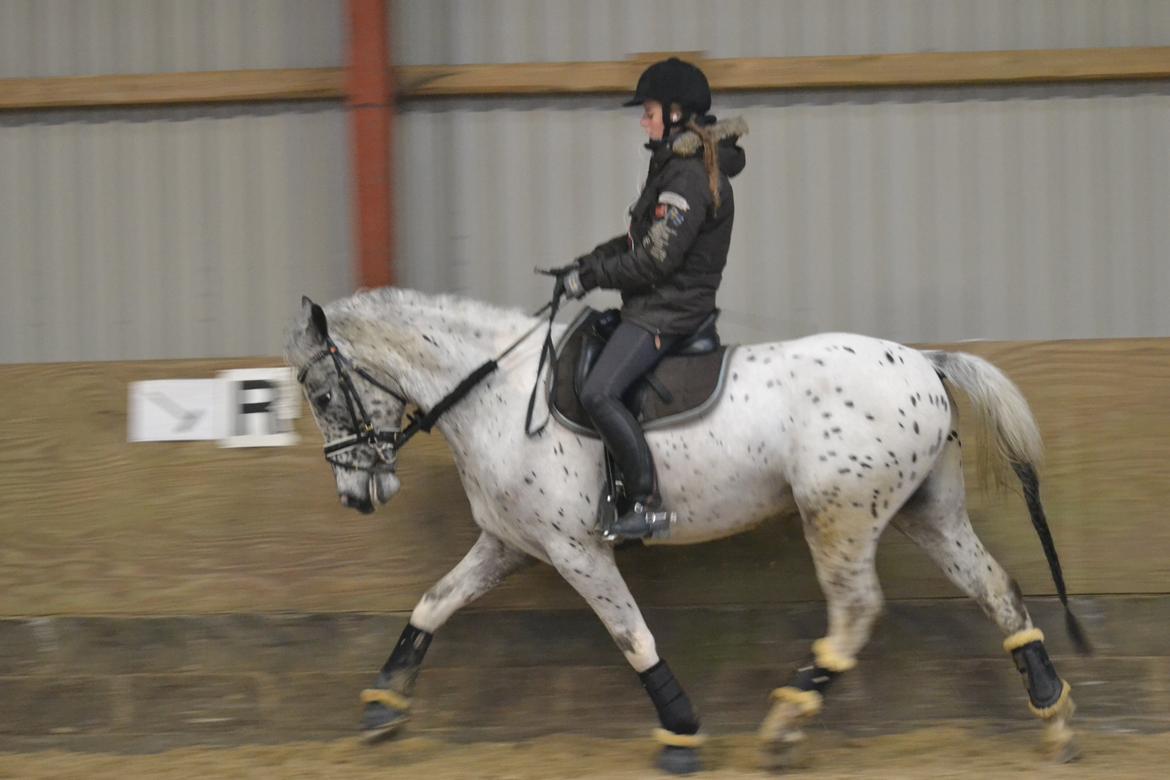 Knabstrupper Xander billede 27