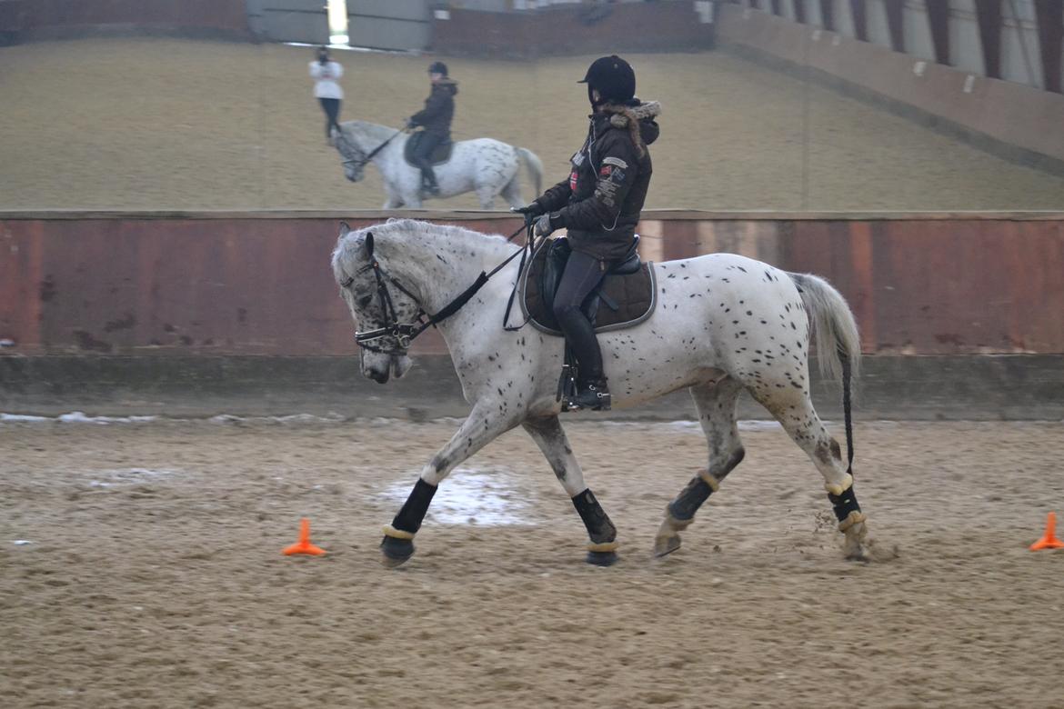 Knabstrupper Xander billede 28