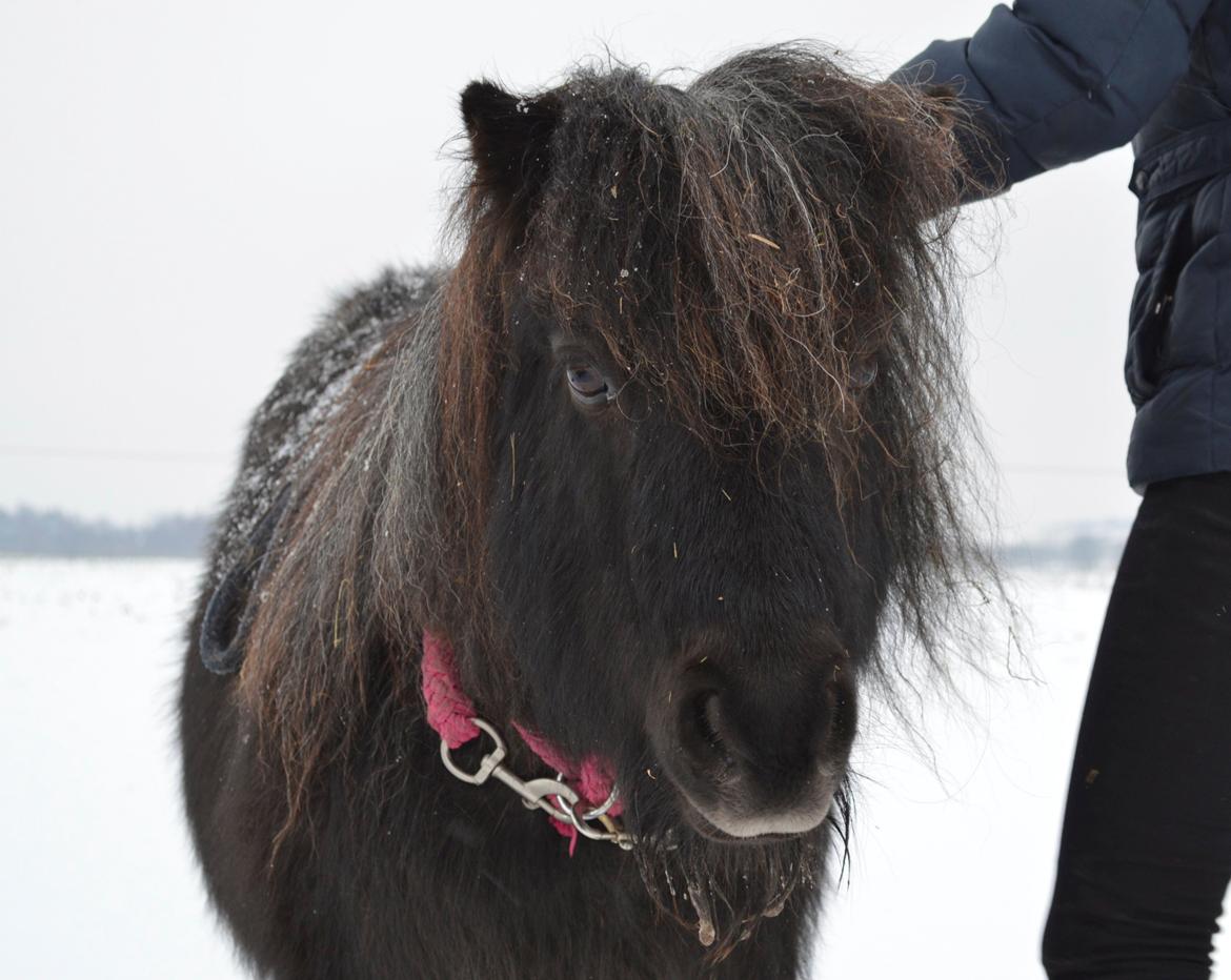Shetlænder Trille - Baby hest - Vinter 2014 billede 5