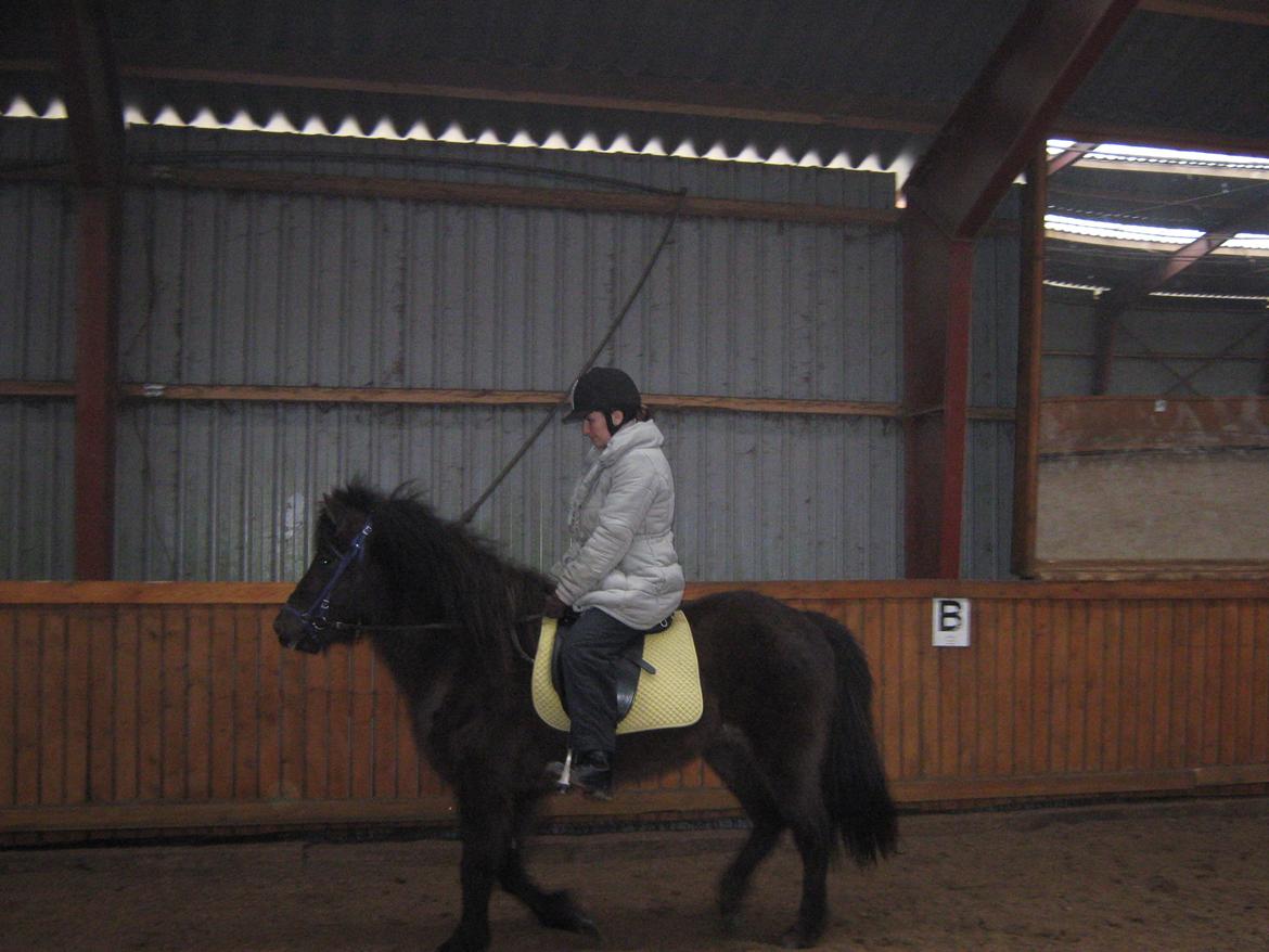 Islænder Tritla fra Løvenborg billede 1