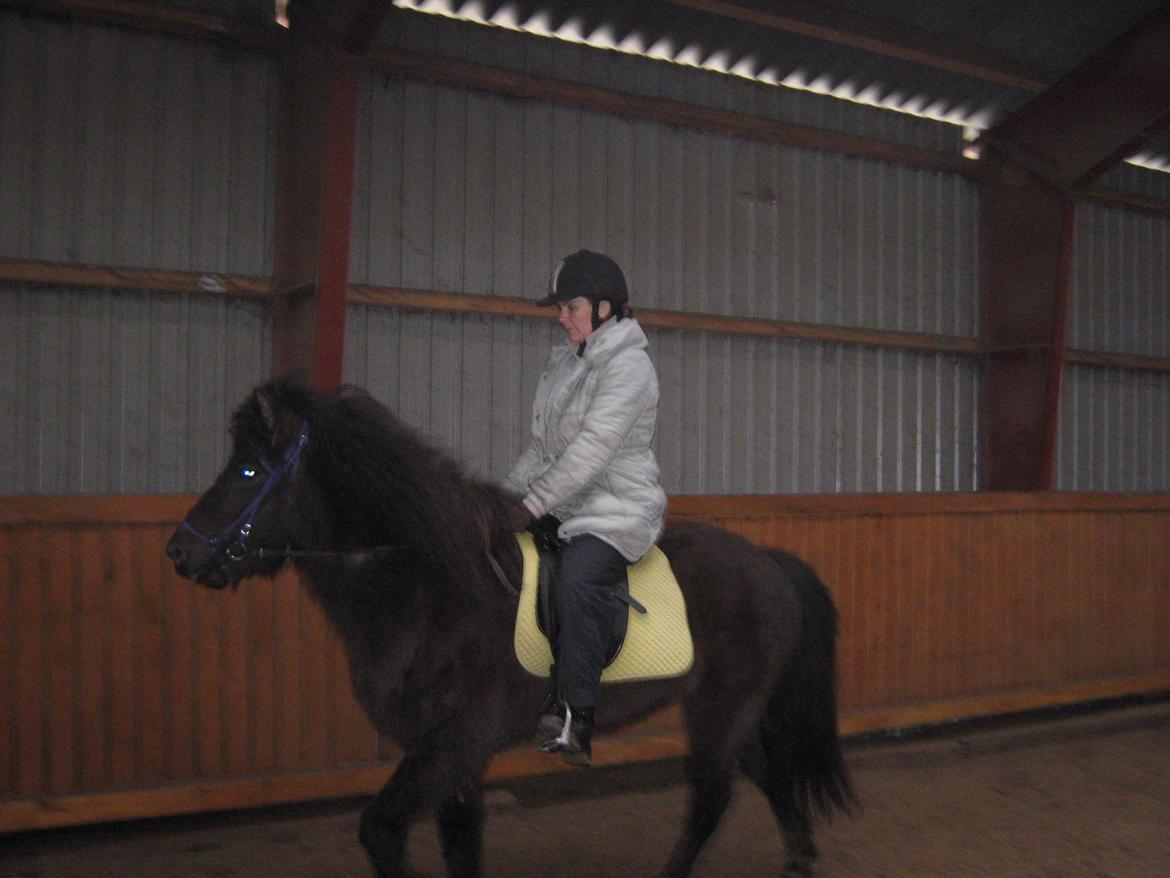 Islænder Tritla fra Løvenborg billede 2