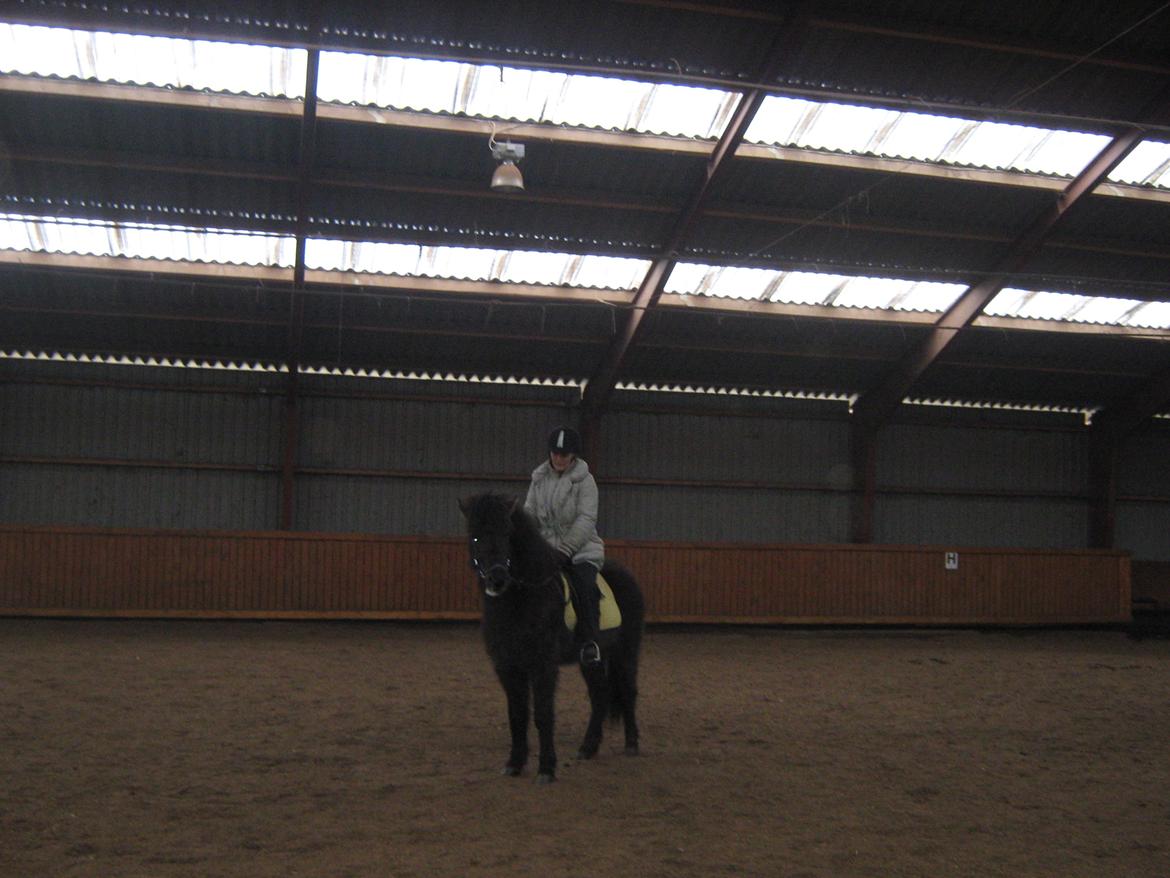 Islænder Tritla fra Løvenborg billede 3