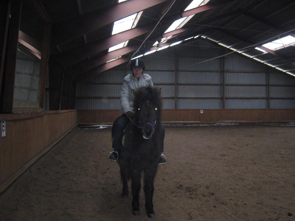 Islænder Tritla fra Løvenborg billede 4