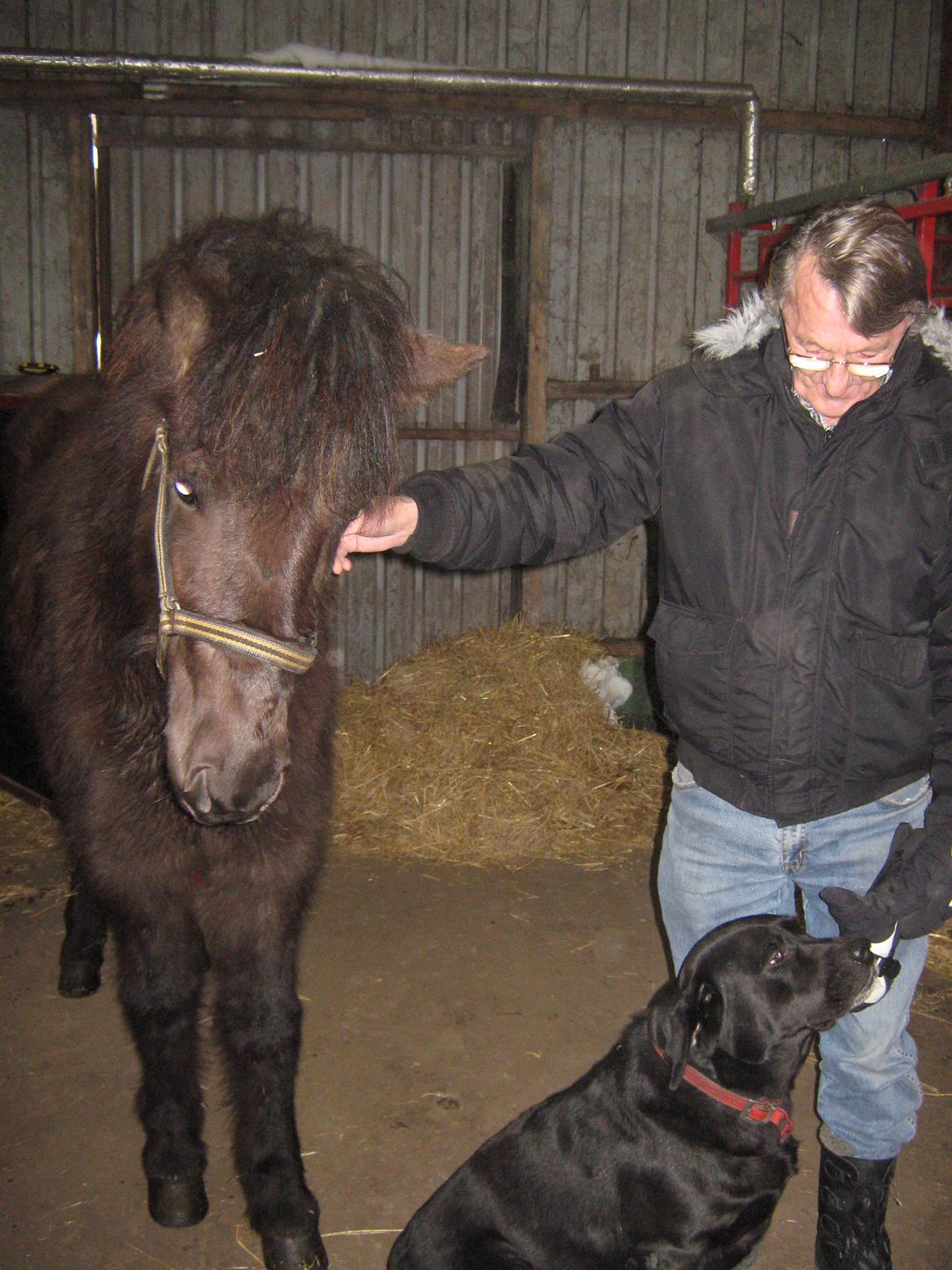 Islænder Tritla fra Løvenborg billede 5