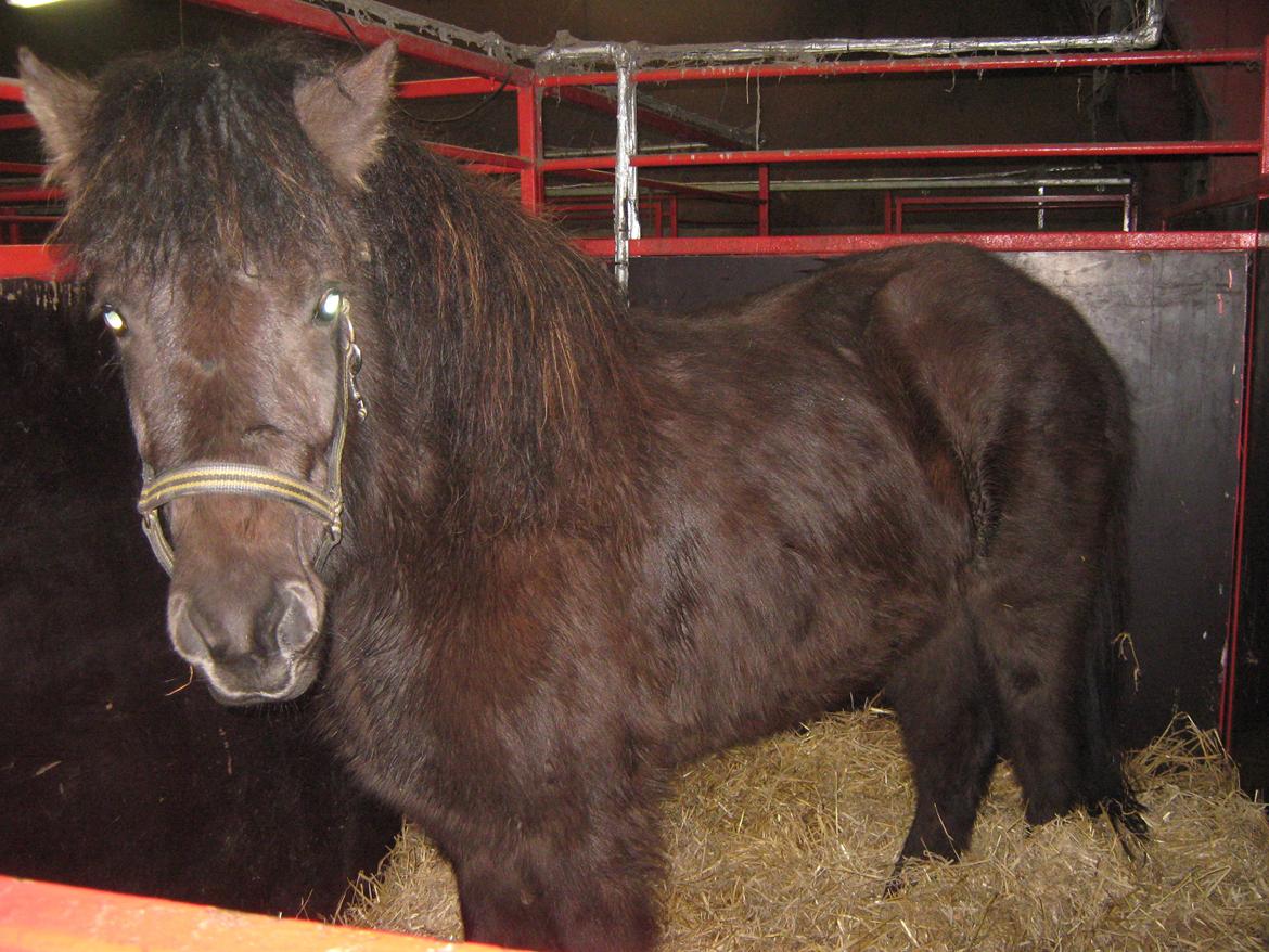 Islænder Tritla fra Løvenborg billede 6