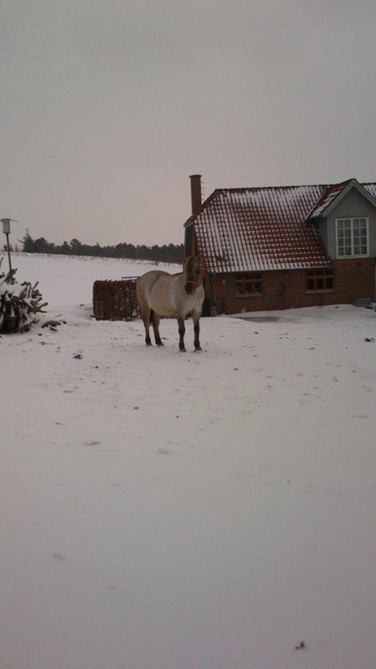 Fjordhest Anja<3 (My Soulmate<3).             (Solgt) - ja billedet siger vidst sig selv :* billede 9