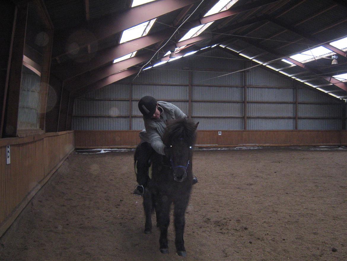 Islænder Tritla fra Løvenborg billede 7