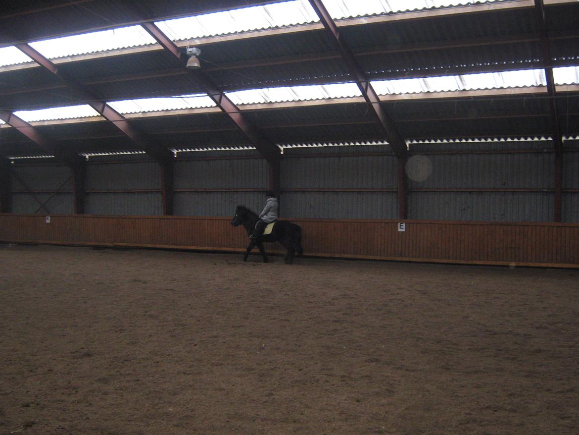 Islænder Tritla fra Løvenborg billede 8