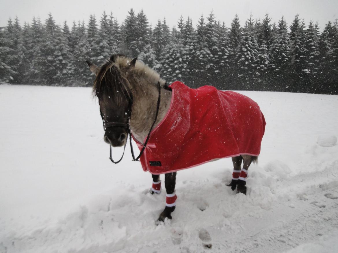 Fjordhest Anja<3 (My Soulmate<3).             (Solgt) - Vi var ude og skridte en lille tur, den dag det var snestorm, kan ikke huske hva dato...
2014. billede 13