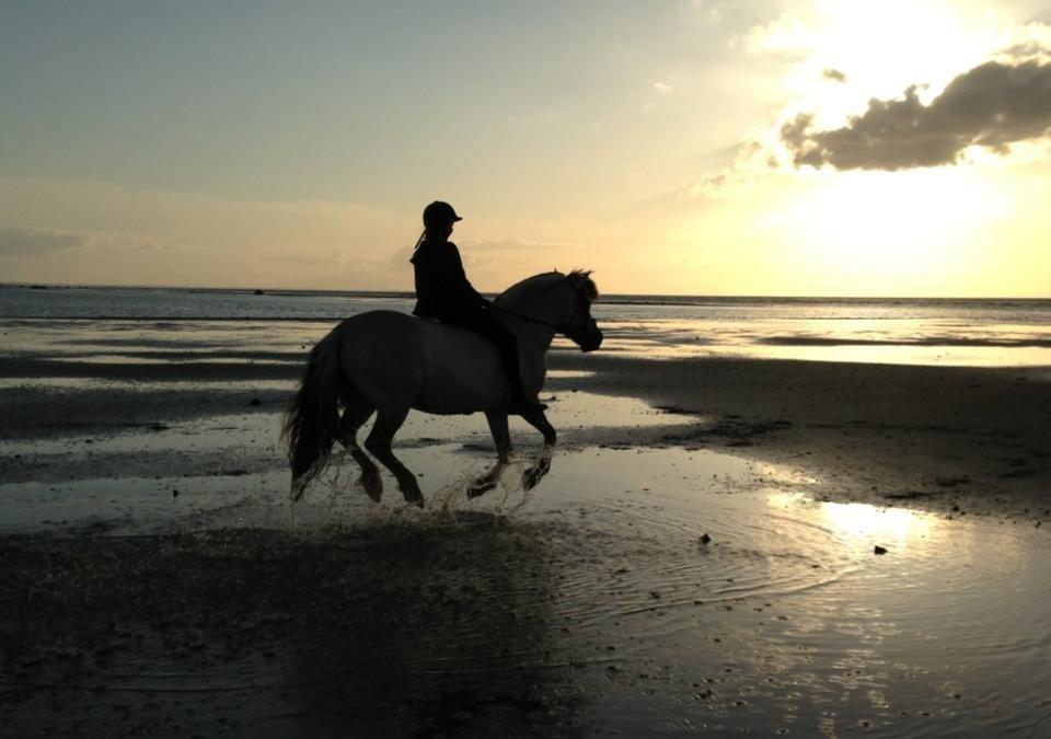 Fjordhest Anja<3 (My Soulmate<3).             (Solgt) - og så endnu et af de bedste billeder :') sommer 2013. billede 29