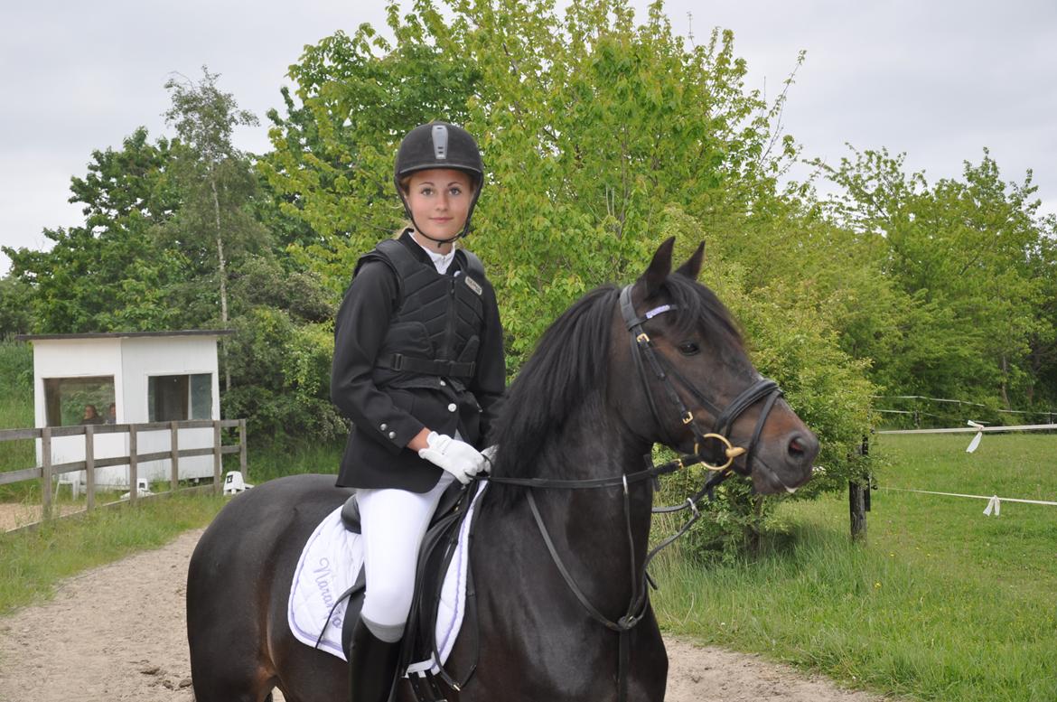 Tysk Sportspony Naranjo [Har redet] billede 1