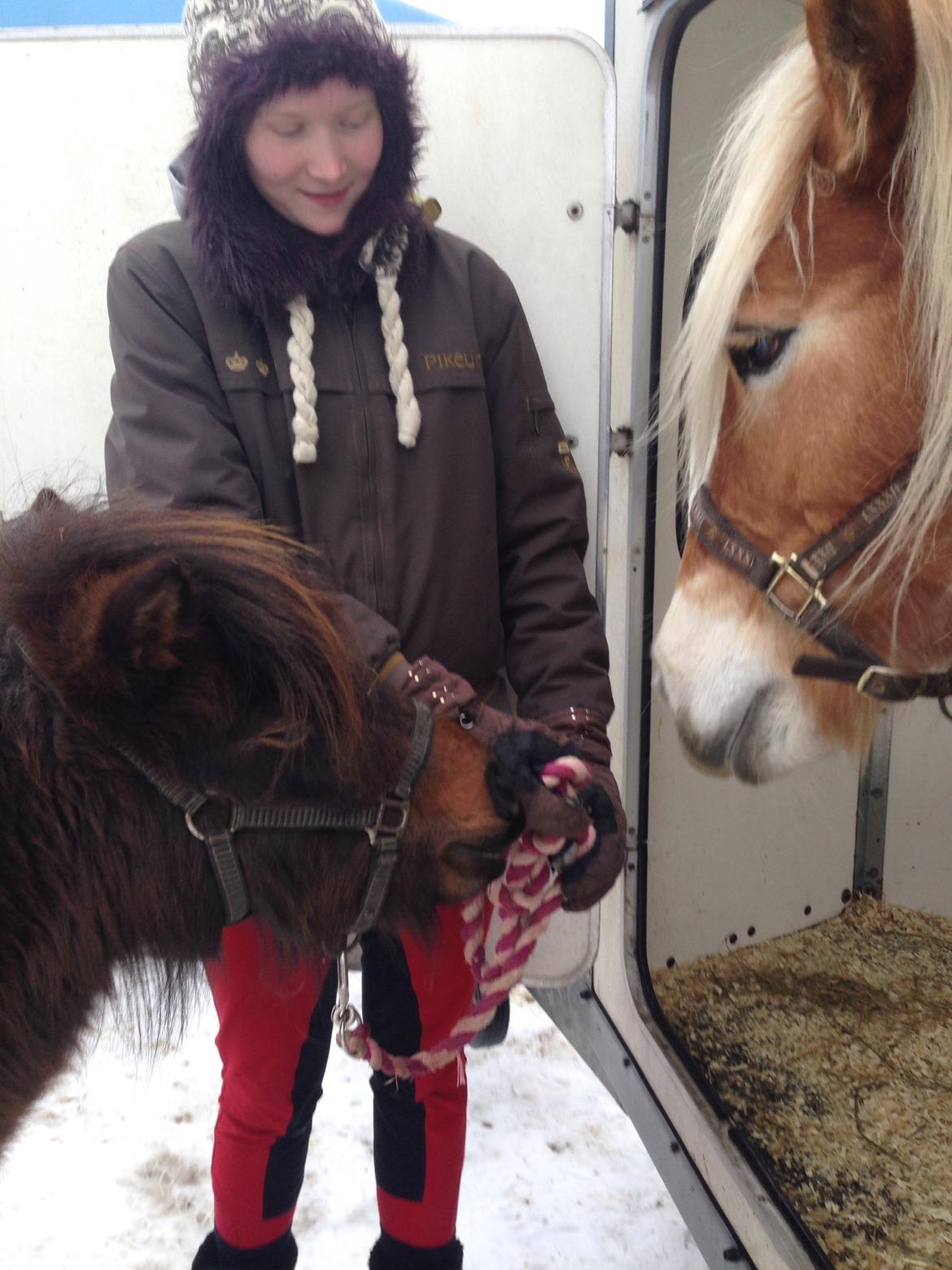 Shetlænder | Ib (Ibrahim) - 01.02.14 Ib hilser på Savage der står i traileren. billede 3