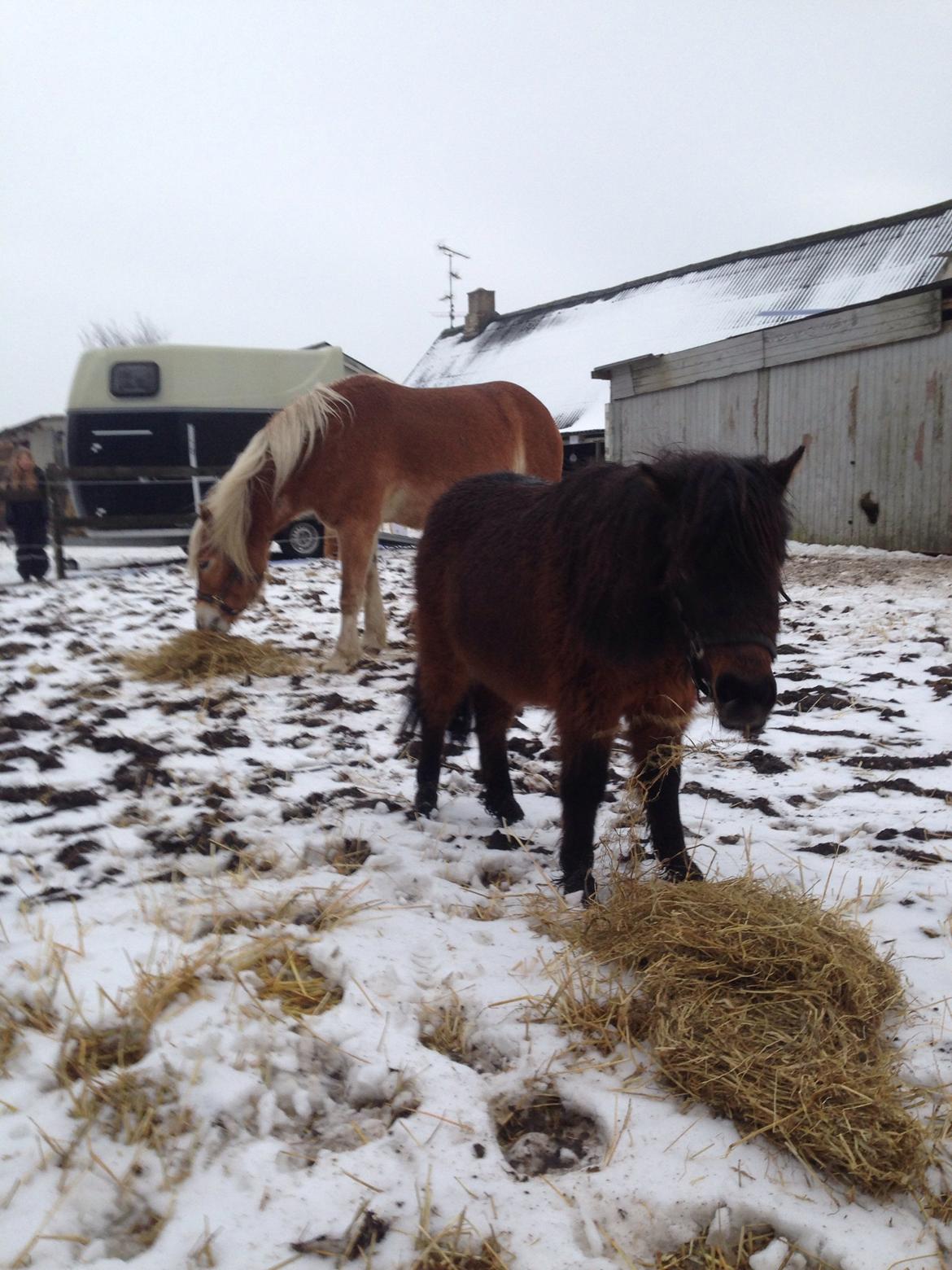 Shetlænder | Ib (Ibrahim) - 01.02.14 Ib spiser wrap. billede 1