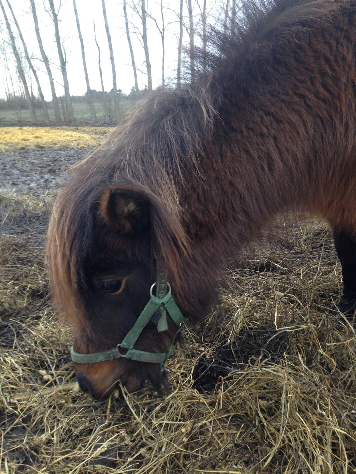 Shetlænder | Ib (Ibrahim) - 04.01.14 Da jeg var oppe at se ham. billede 2