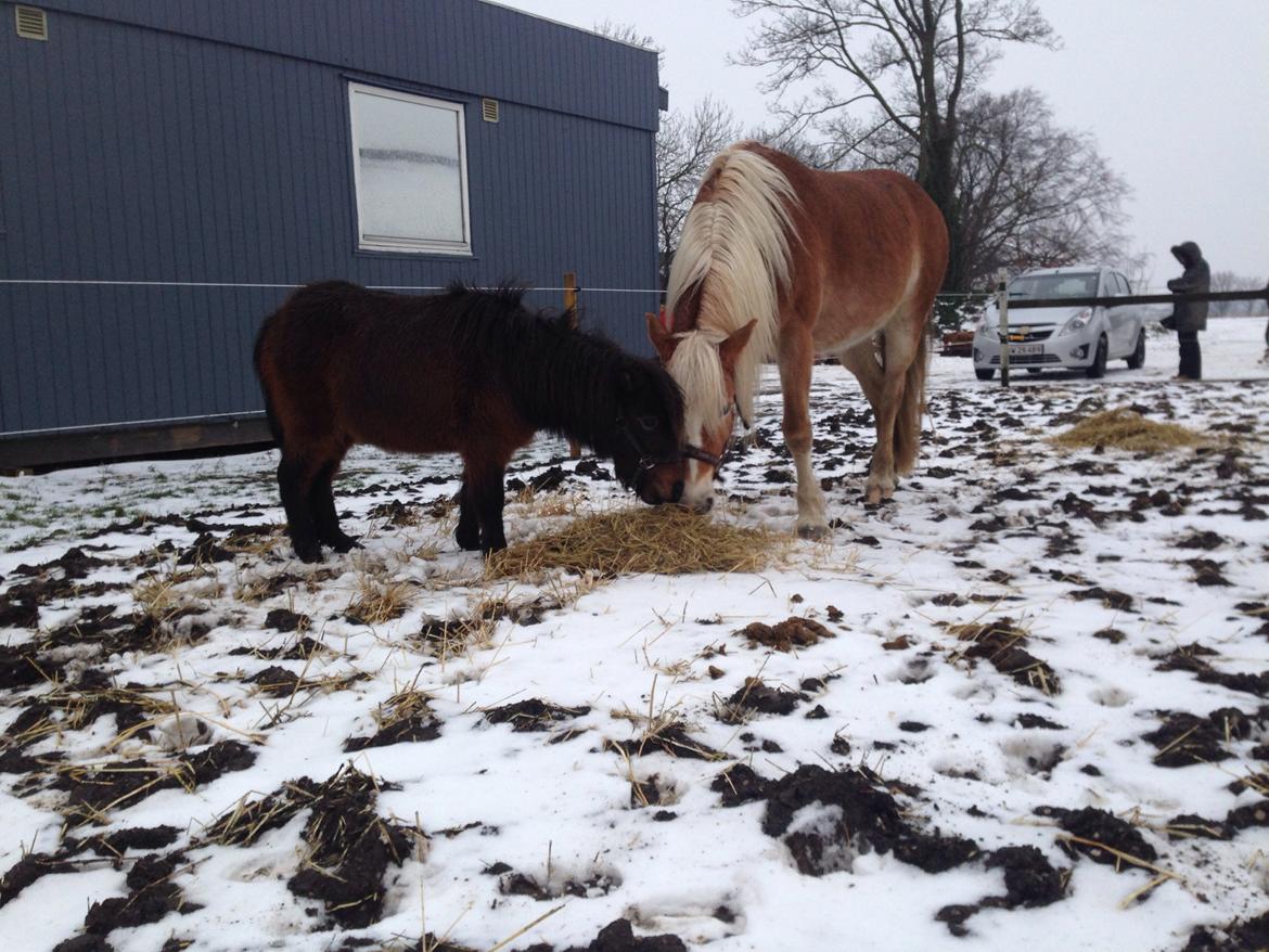 Shetlænder | Ib (Ibrahim) - 01.02.14 Ib og Savage deler wrapbunke. billede 4