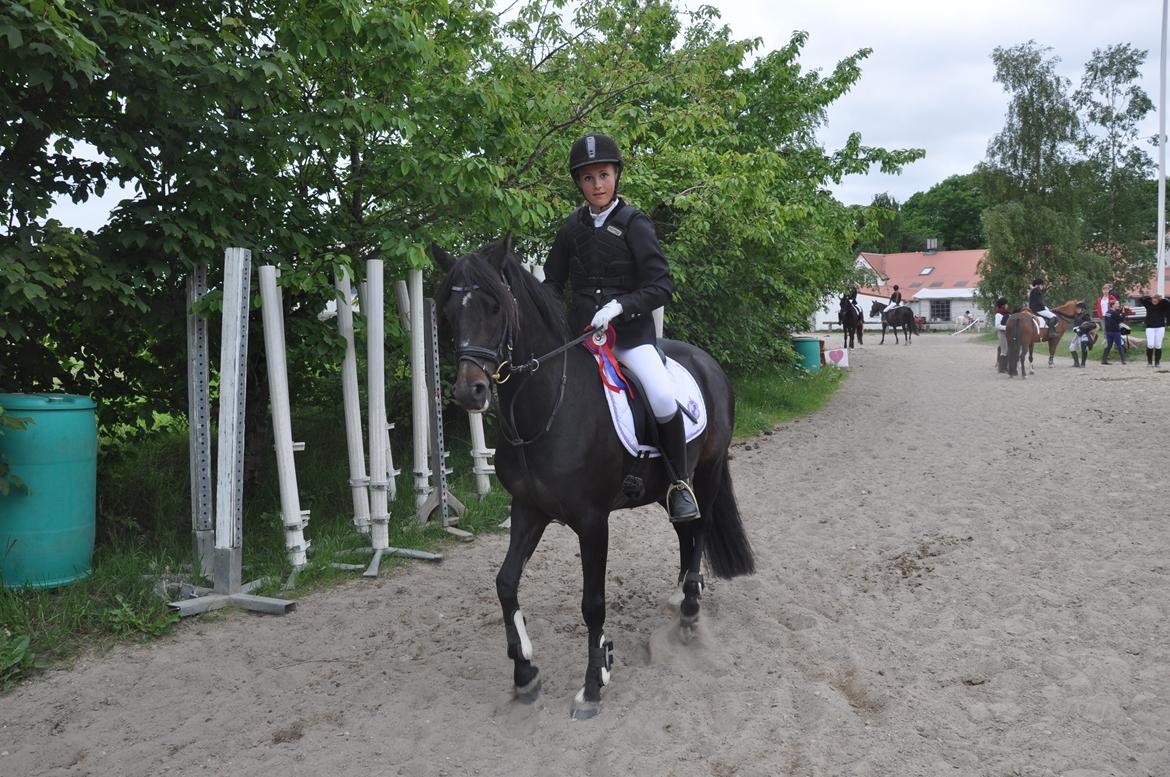 Tysk Sportspony Naranjo [Har redet] billede 13