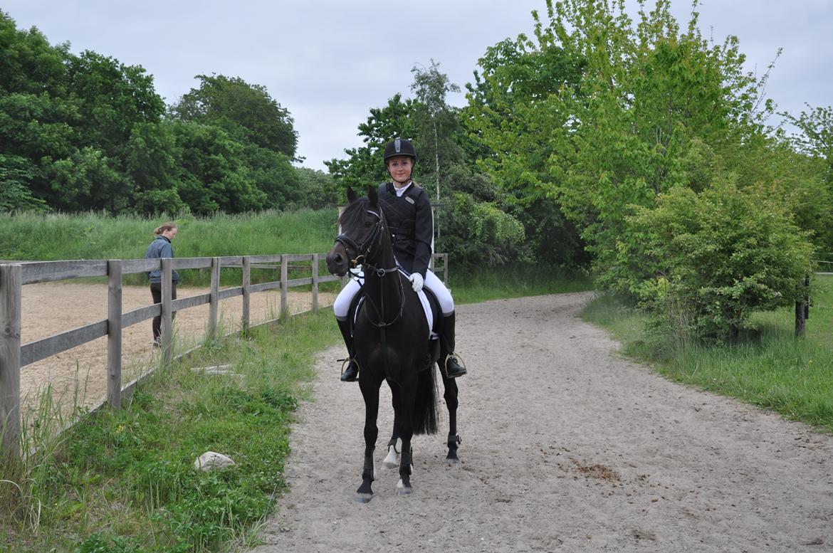 Tysk Sportspony Naranjo [Har redet] billede 17