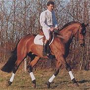 Dansk Varmblod La toya 