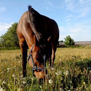 Anden særlig race Naicon