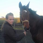 Dansk Varmblod Kaysie