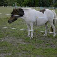 Shetlænder polly