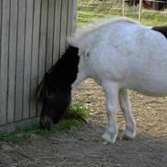 Shetlænder polly