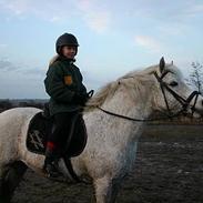 Connemara Maalings Serafine, solgt 