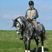 DSP Sørupgårds stella SOLGT 