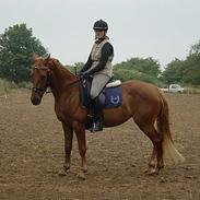 Anden særlig race Holmgårds Phoebe "solgt"