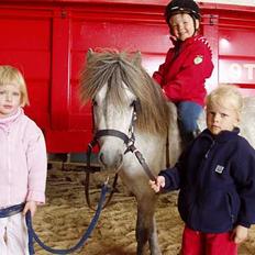 Shetlænder Kiwi fra Torsmark  *SOLGT